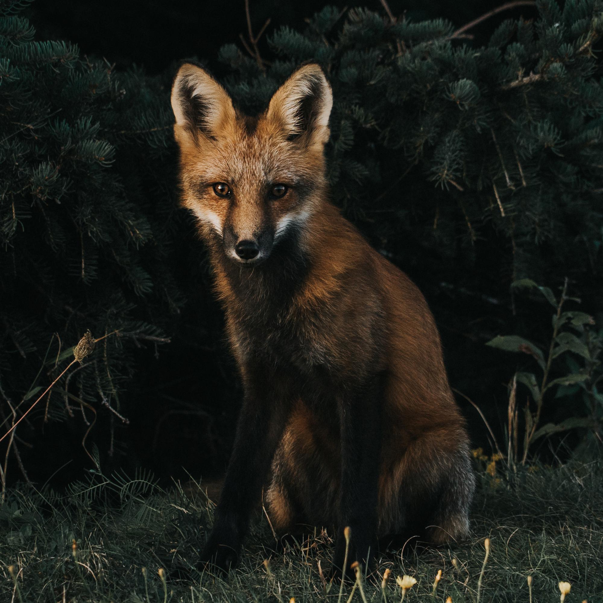 BLUEBERRY'S STUDIO s'engage pour la cause animale
