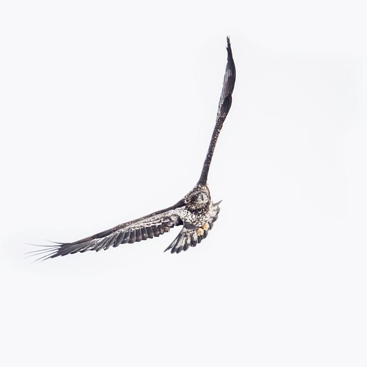 Inspiration | Aérovision