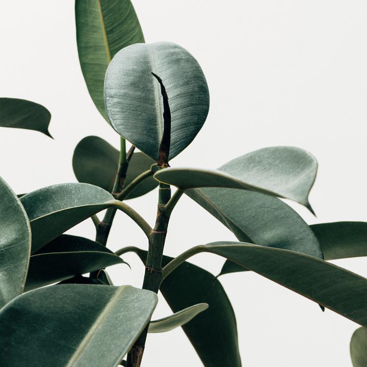 Ambiance | French Set